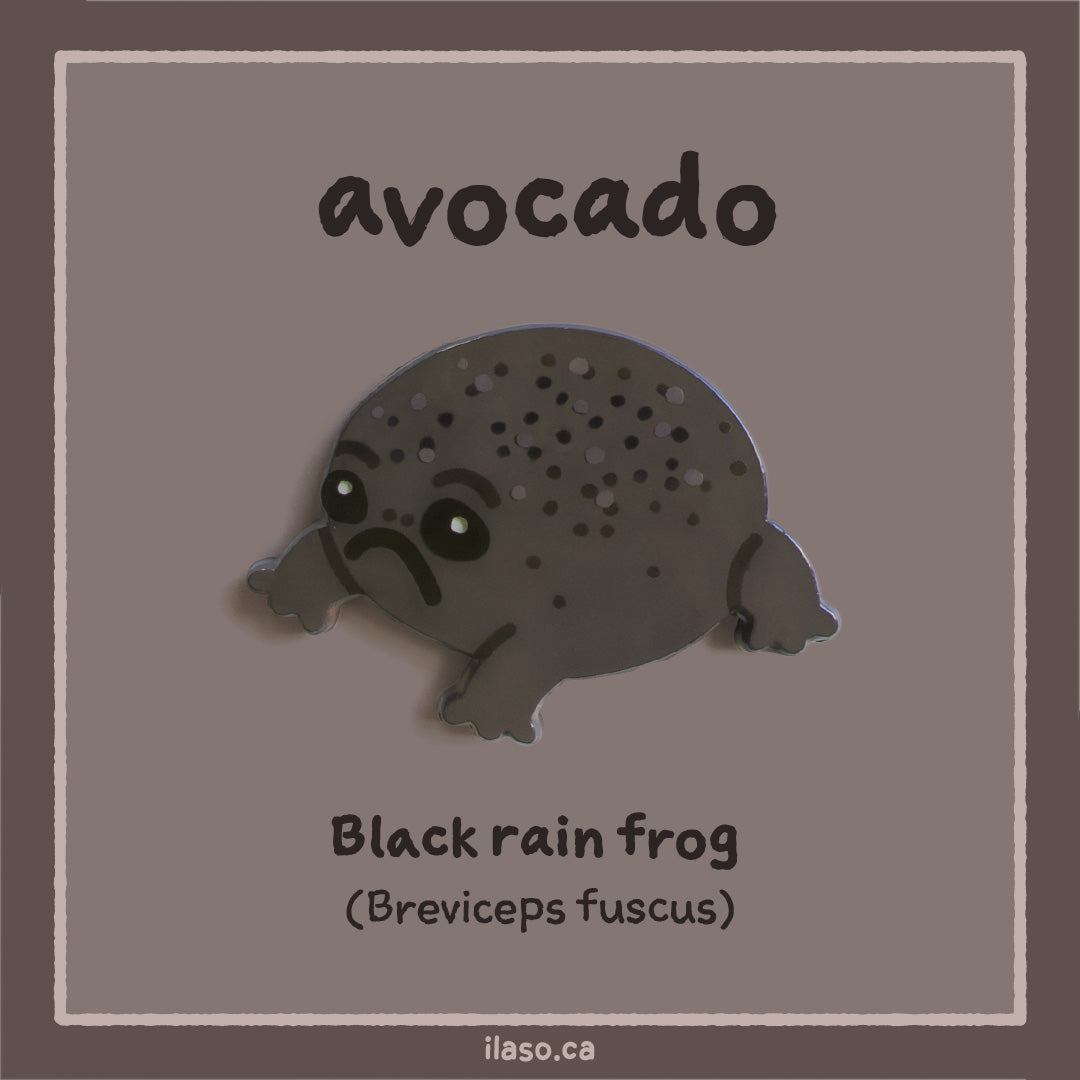 avocado pin (black rain frog)