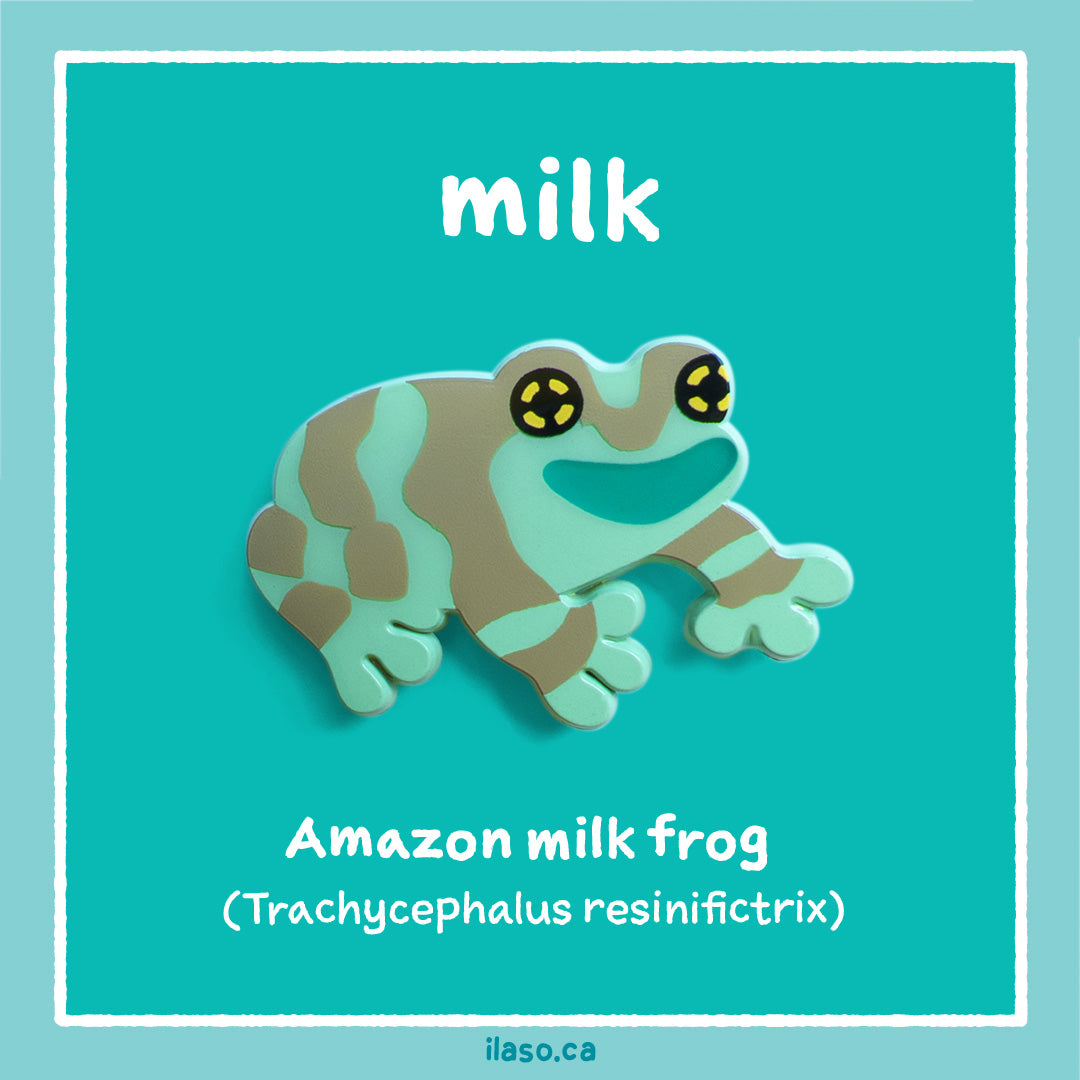 milk pin (Amazon milk frog)