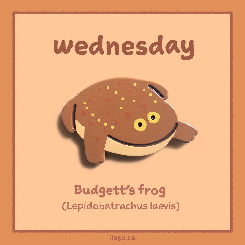 wednesday (Budgett's frog)